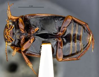 Media type: image;   Entomology 23968 Aspect: habitus ventral view